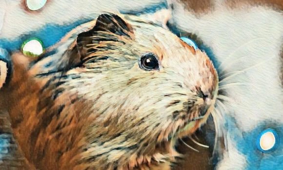 Download Hamster Premium Digital Paper VOL-4 - Premium Collection